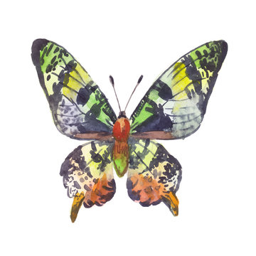 green butterfly, watercolor illustration