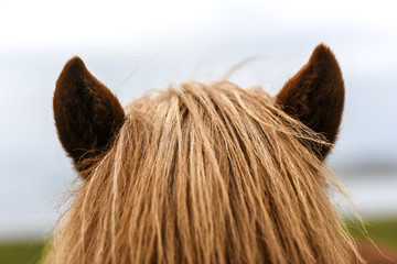 Ears of Icelandic horse with mane, Iceland.