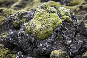 Field of volcanic volcanic lava, Iceland
