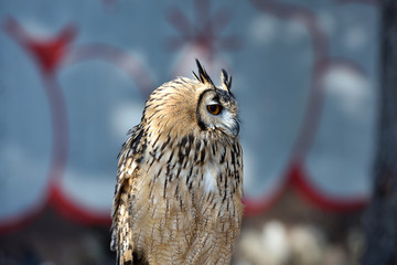 Art of Nature / Florence my city my love