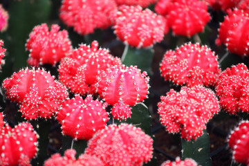 background of beautiful red cactus plant