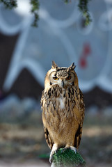 Art of Nature / Florence my city my love