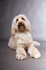 Goldendoodle