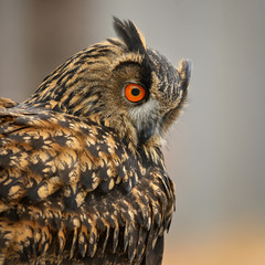 Eurasian Eagle-owl - Bubo bubo