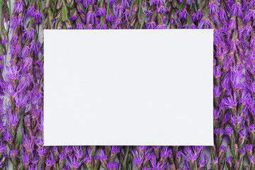 Blank white card on violet liatris flowers background