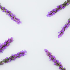 Violet liatris flowers on white background with copy space