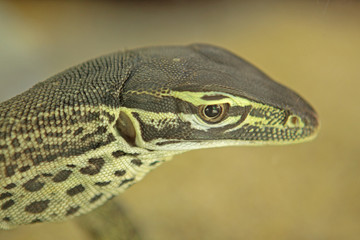 iguana
