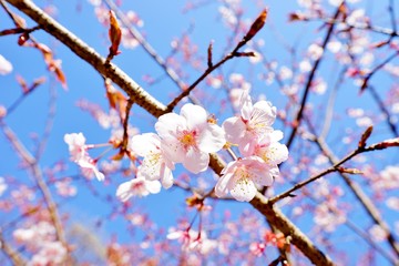 Obraz premium カンザクラ