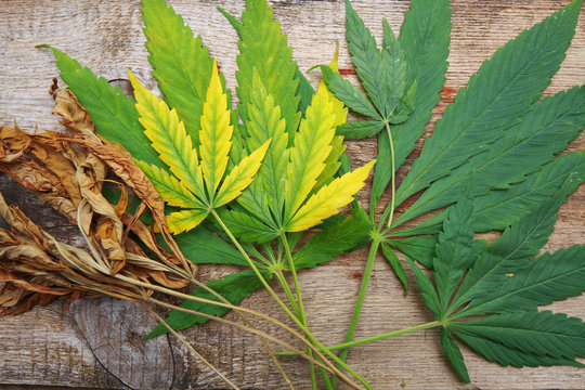 yellowed autumn dried cannabis leaves on a wooden background