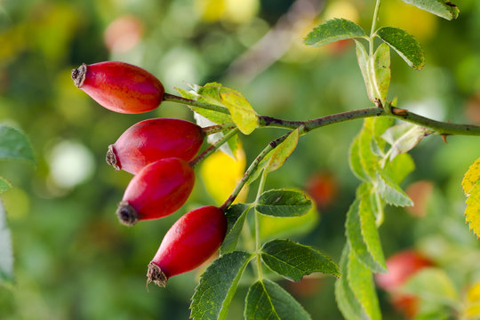 Photo of shrubs of rosehip in the wild on a sunny autumn