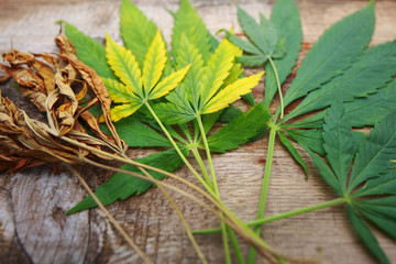 yellowed autumn dried cannabis leaves on a wooden background