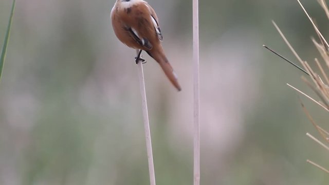Bearded reedling, Panurus biarmicus