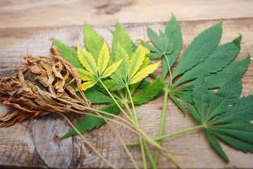 Fototapeta premium yellowed autumn dried cannabis leaves on a wooden background