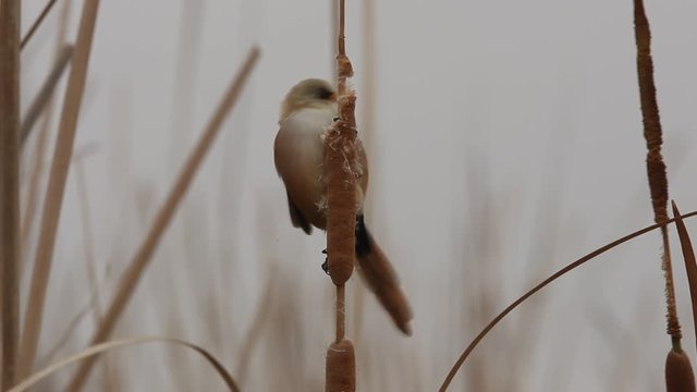 Bearded reedling, Panurus biarmicus