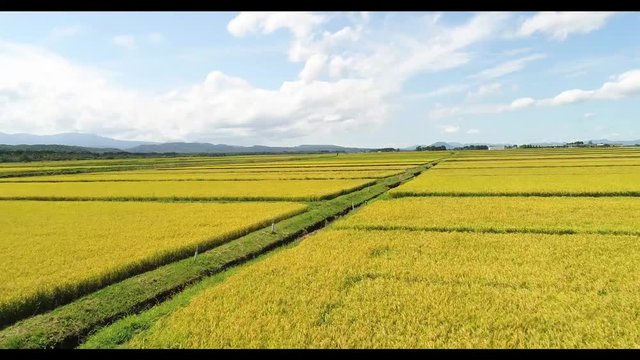 ドローン撮影　秋の田んぼ　