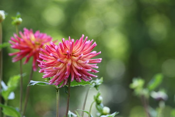 Fototapeta premium dahlia