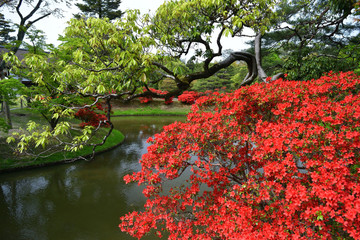 flowering Japanese garden, Kyoto Japan