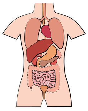 Human anatomy, internal organs - schematic outline comic style vector illustration on white background.