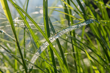 Large transparent drops of morning dew on grass in summer close-up