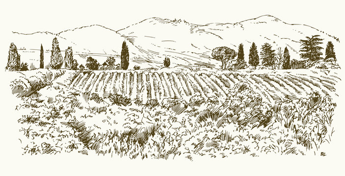 Wide view of vineyard. Vineyard landscape panorama. Hand drawn illustration.