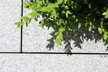 Buchsbaum an der Terrasse