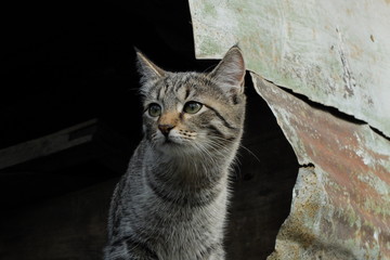 Беспризорный кот