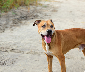 portrait of a sad dog on a nature background
