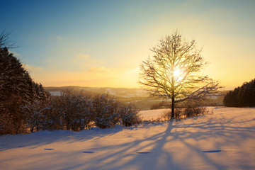 Winter sunset landscape with tree.