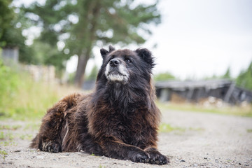Caucasian Shepherd Dog