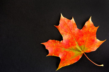 Red maple leaf on black background