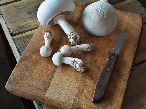 Leucoagaricus leucothites, edible mushroom with knife on cutting board.