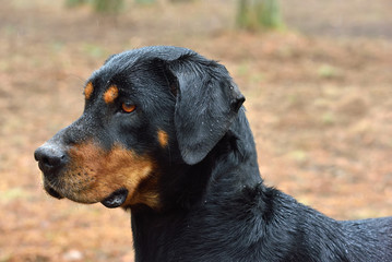 Lithuanian hound