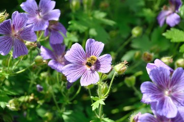 Fototapeta premium Geranium
