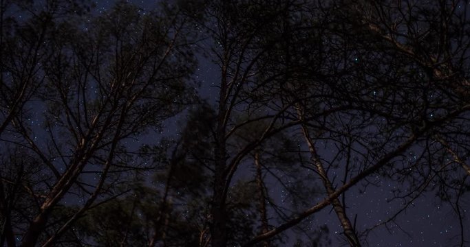 Low shot time lapse of stars behind pine tree forest
