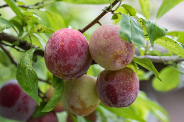 鈴なりのスモモの実