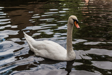 Fototapeta premium White Swan in Bruges, Belgium