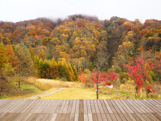 Obraz premium Autumn (fall) landscape forest at Shin-Hotaka rope way, Nagano, Japan