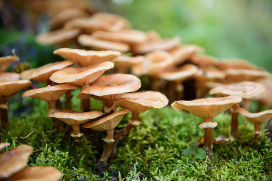 Honey mushrooms grow in the woods on a stump covered with moss
