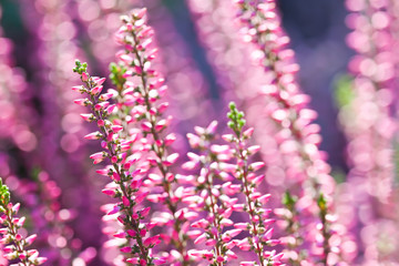 Surreal landscape flowering Heather flowers Calluna vulgaris. Small violet petals plant. soft purple background.