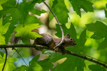 Adventure Squirrel