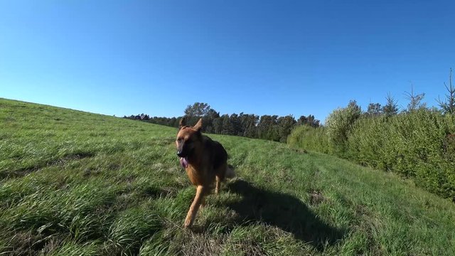Owczarek długowłosy . 
Alsatian wolf dog 