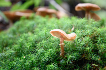 Honey mushrooms grow in the woods on a stump covered with moss
