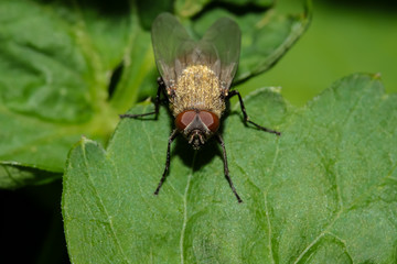 Echte Fliege, Mücke, Helina depuncta