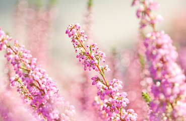 Surreal landscape flowering Erica tetralix small pink lilac plants, shallow depth of field, selective focus photography