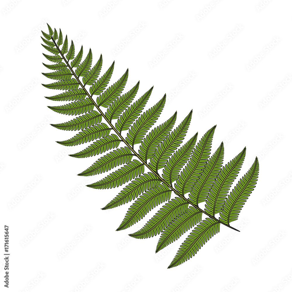 Poster color image fern leaf. isolated vector object on white background.