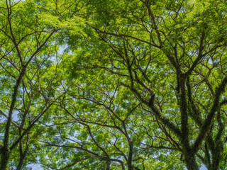 Mossy trees natural background with blue sky