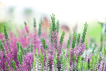 Heather flowers meadow landscape. Blooming small violet petal plants. Selective focus, shallow...