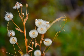 nature, dandelions, dandelion, bokeh, flovers, plants