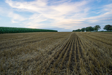 Fototapeta na wymiar Evening atmosphere over harvested grain fields next to green corn fields at dawn
