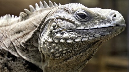 Iguana